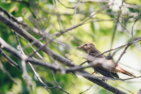 Bird (Plaintive Cuckoo) in a nature wild Stock Photos
