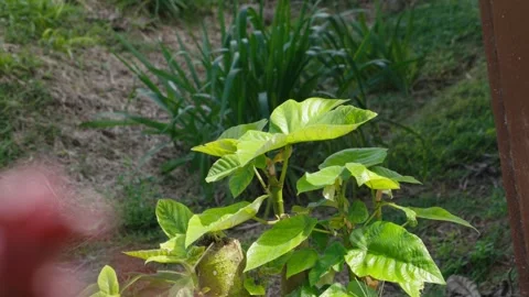 Bird on plant Stock Footage 317885057