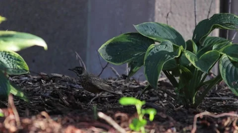 Bird in Plants Vidéo 66273873