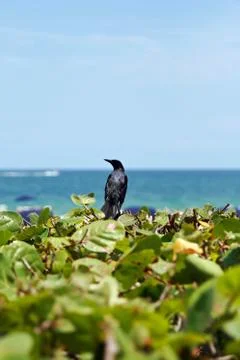 Bird on plants Stock Photos