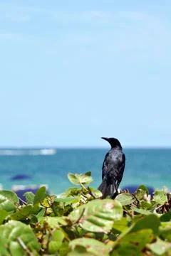 Bird on plants 스톡 사진