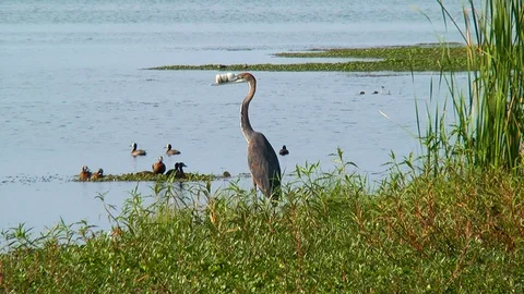 Bird with plastic bottle lodged in its beak. Vídeo Stock 95154802