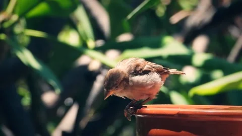 Bird playing Stock Footage 201314833