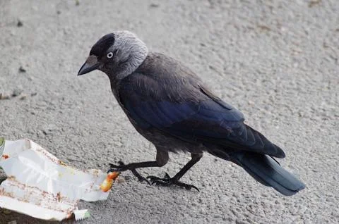 A bird playing Stock Photos