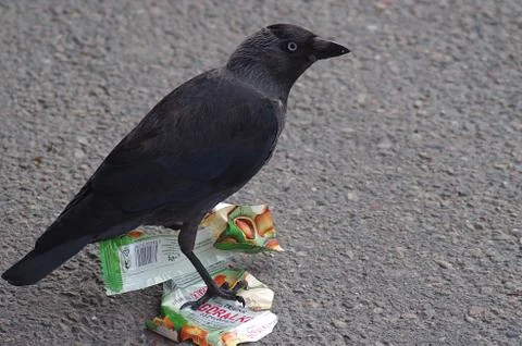 A bird playing Stock Photos