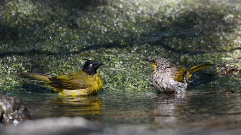 A bird playing in the pond Video stock 146109833