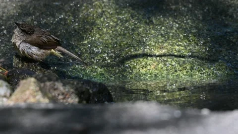 A bird playing in the pond Video stock 146110703