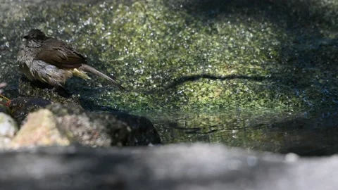 A bird playing in the pond Video stock 146123700