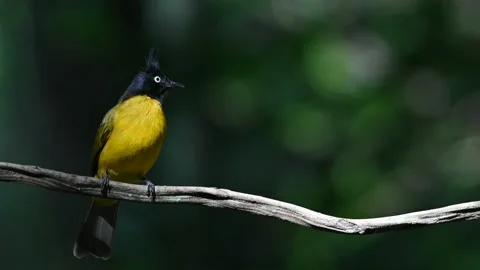 A bird playing in the pond Video stock 146125470