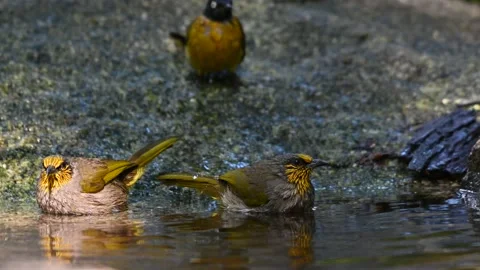 A bird playing in the pond Video stock 146171961