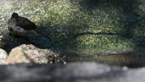 A bird playing in the pond Video stock 146899541