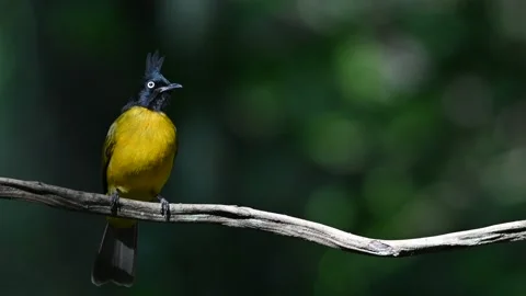 A bird playing in the pond Video stock 146903600