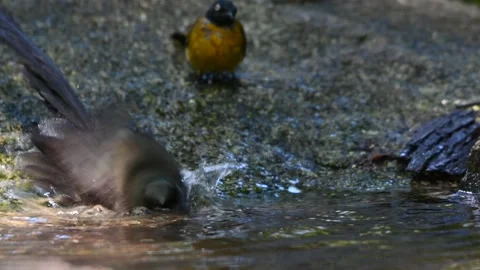 A bird playing in the pond Stock Footage 146904866