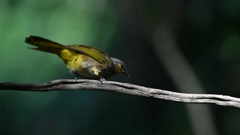 A bird playing in the pond Video stock 146914050