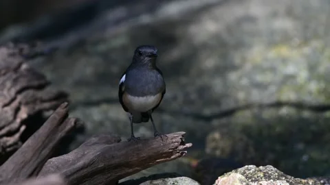 A bird playing in the pond Video stock 146925048