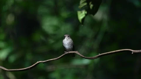 A bird playing in the pond Video stock 146925765