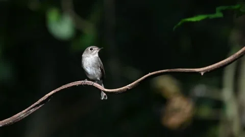 A bird playing in the pond Video stock 146926083