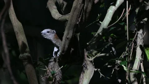 A bird playing in the pond Video stock 146930847