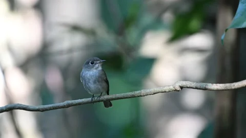 A bird playing in the pond Video stock 146933347