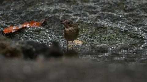 A bird playing in the pond Video stock 146933355