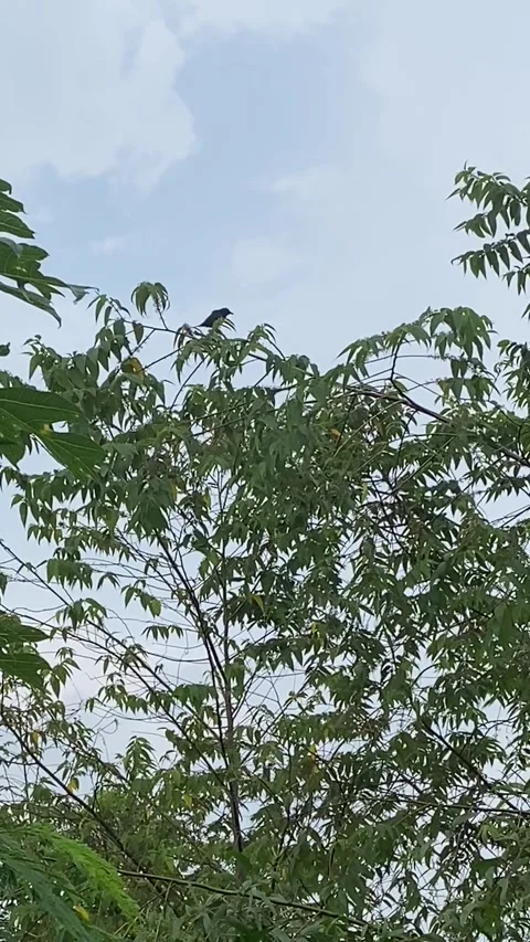 A bird playing on the tree with the beautiful white sky background Stock Footage 242655157