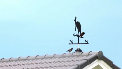 Bird playing with Vintage vane installed on the roof of a house to indicate wind Video stock 158753488