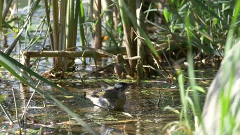 Bird playing with water Stock Footage 154981078