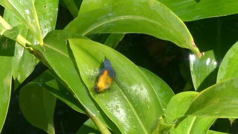 Bird Playing with Water on a Leaf Video stock 125265363