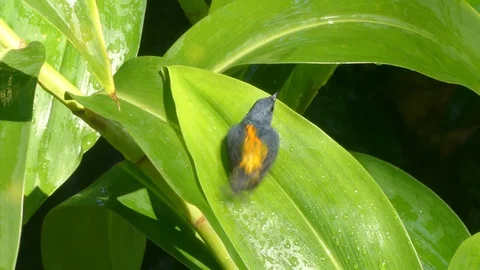 Bird Playing with Water on a Leaf Video stock 125265368