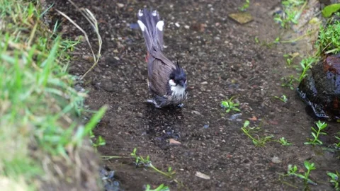 A Bird playing water in a stream Stock Footage 155730190