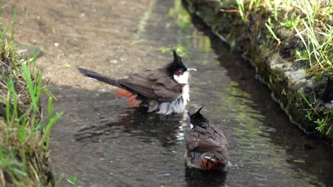 A Bird playing water in a stream Stock Footage 155730283
