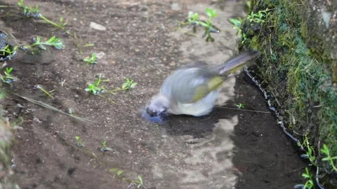 A Bird playing water in a stream Stock Footage 155730317