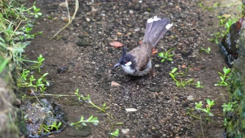 A Bird playing water in a stream Stock Footage 155730527