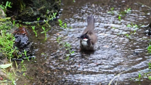 A Bird playing water in a stream Stock Footage 155730613