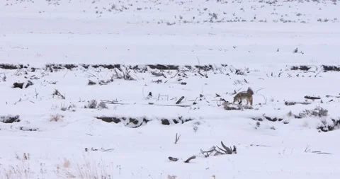 Bird Plays with the Fox 스톡 동영상 239977134