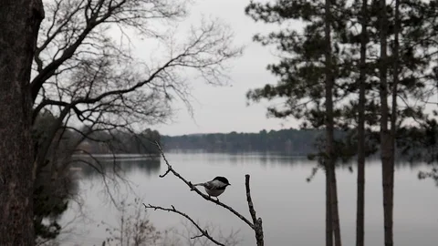 Bird plucks an insect out of mid-air then tosses it aside. Video stock 94744588