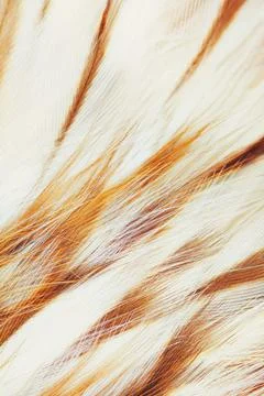 Bird plumage background Foto stock