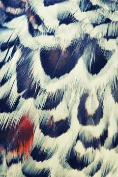 Bird plumage background Stock Photos