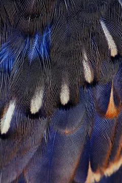 Bird plumage background Stock Photos