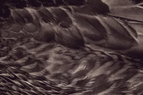 Bird plumage Foto stock