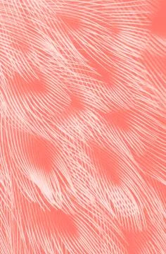 Bird plumage textures Stock Photos