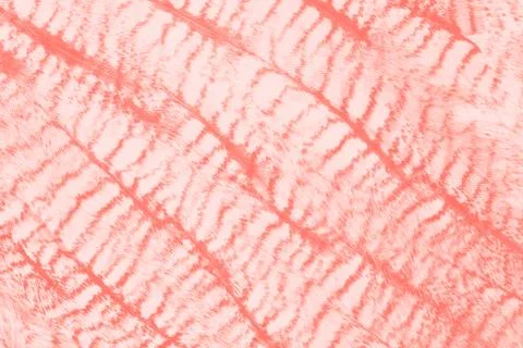 Bird plumage textures Stock Photos
