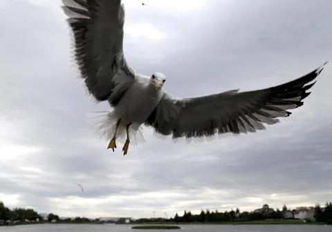 Bird on point Stock Photos