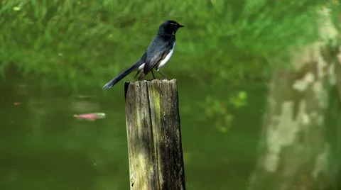 Bird on pole Video stock 4101769