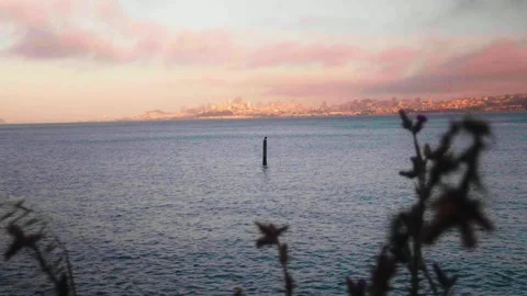 Bird on a pole Stock Footage 310475576