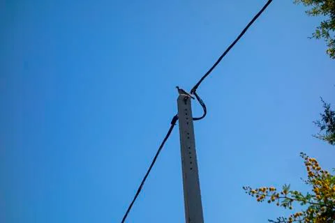 Bird on a pole 库存照片