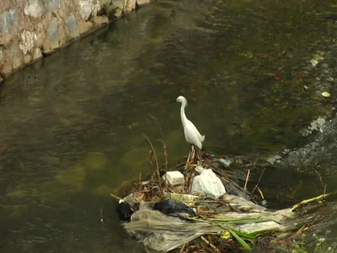 Bird in Polluted River Stock Footage 25944346