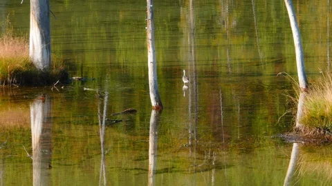 Bird in a pond Stock Footage 93417847