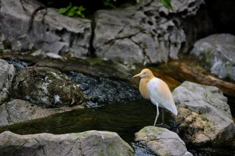 Bird by the pond Stock Photos