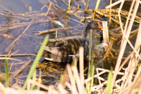 Bird on a pond Stock Photos